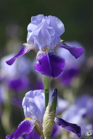 Süsen Çiçeği Zambak Iris Mor 15-30 Cm - Resim 3