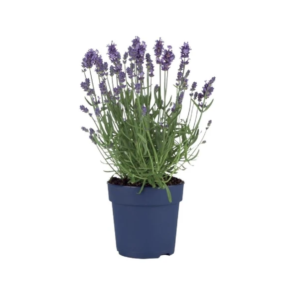 Lavandula Angustifolia Sevtopolis Tıbbi Lavanta Fidanı 2 Adet ürün görseli 1