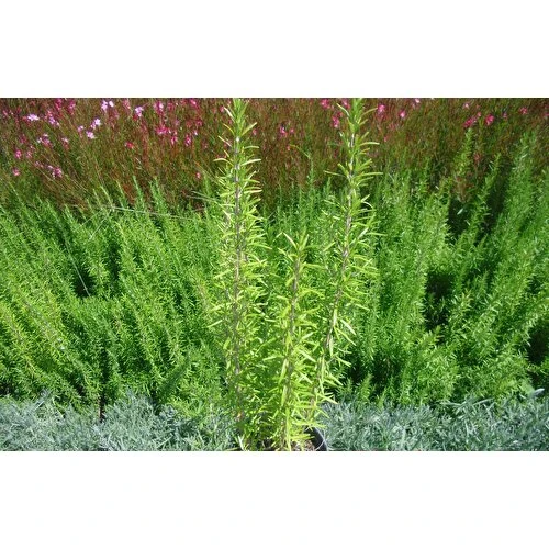 Biberiye Fide Fidanı 20-30 Cm 5 Adet Rosmarinus Officinalis ürün görseli 1