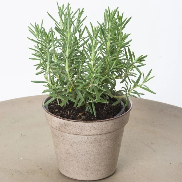 Biberiye Fide Fidanı 20-30 Cm Rosmarinus Officinalis 10 Adet ürün görseli 1