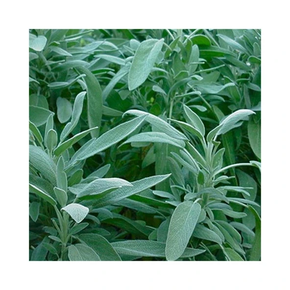 Üretim Saksılı Adaçayı Fidanı Officinalis 10-20 Cm ürün görseli 1