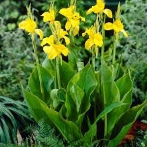 Kanı Canna Indica Yellow King Humbert Kanna Sarı Yerli Üretim I ürün görseli 1