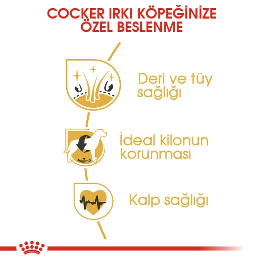 Cocker Kuru Köpek Maması 3kg - Resim 4