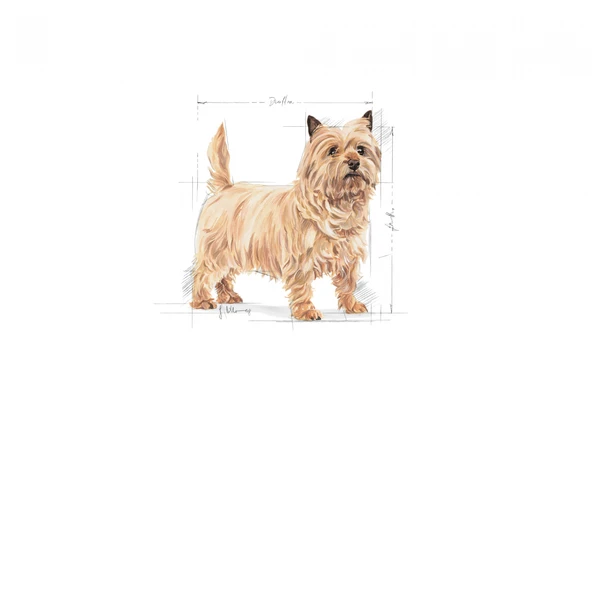 Mini Lightweight Kuru Köpek Maması 3kg - Resim 3