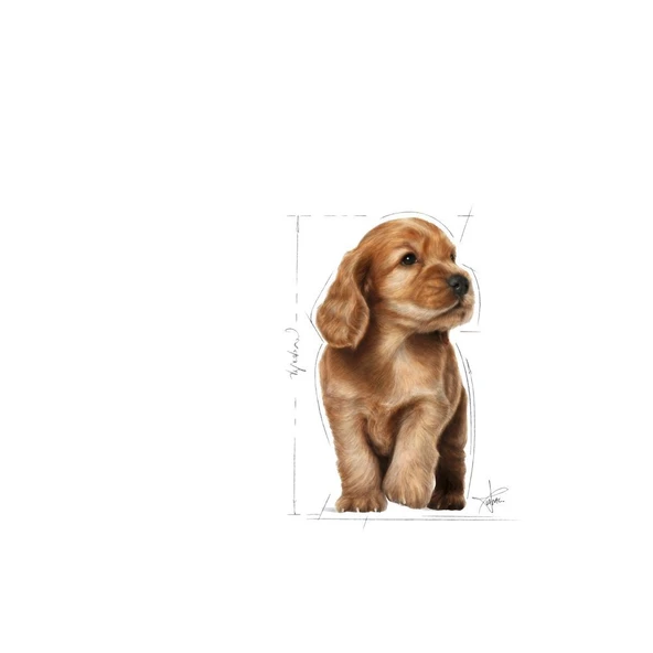 Cocker Yavru Köpek Maması 3kg - Resim 3