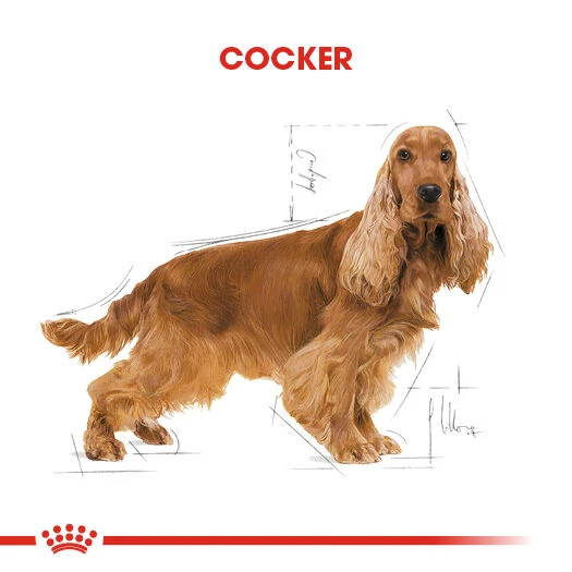 Cocker Kuru Köpek Maması 3kg - Resim 5