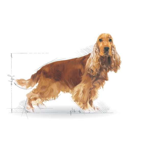 Cocker Kuru Köpek Maması 3kg - Resim 3