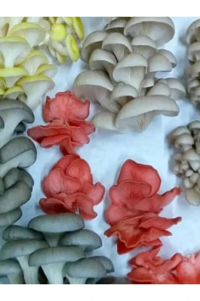 TohumGübre 1 gr Yaprak Mantarı Tohumu ürün görseli 1