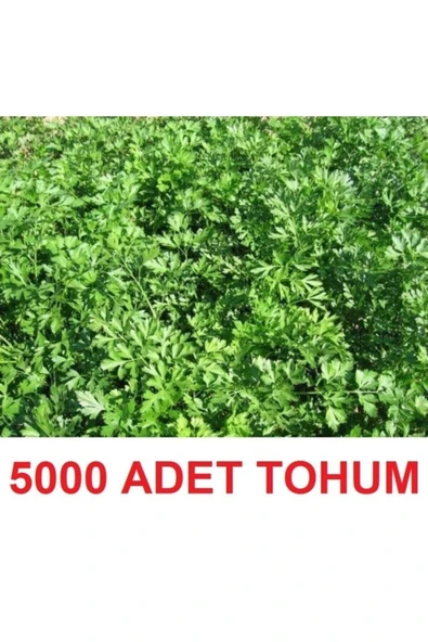 TohumGübre 5000 Adet Geniş Yapraklı Köylü Maydanoz Tohumu ürün görseli 1