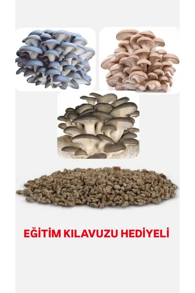 Tarımsal ve Hayvansal Ürünler 100 Adet İstiridye Kavak Kayın Yaprak Mantarı Tohumu ürün görseli 1