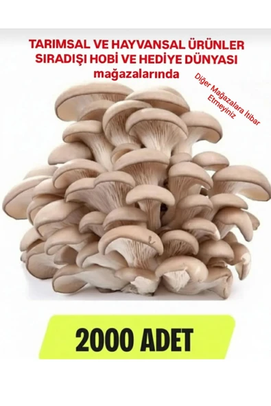 TohumGübre 2000 Adet Istiridye Kavak Mantarı Tohumu + Ekim Poşetleri + Eğitim Kılavuzu ve Hediye Üzüm Tohumu ürün görseli 1