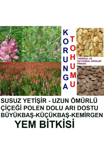 Kaliteli 2000 Adet Tavşan Yemi Korunga Tohumu - Resim 2