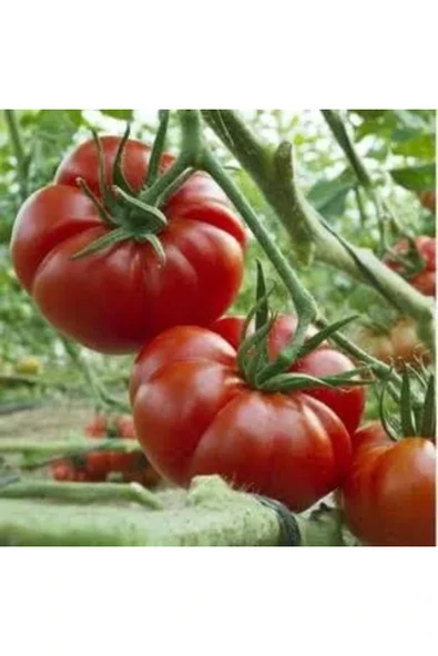 TohumGübre 500 Adet Köylü Domatesi Tohumu ürün görseli 1