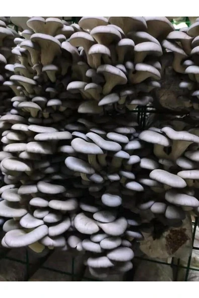 TohumGübre 1 Gr Istiridye Kayın Kavak Mantarı Miseli Tohumu ürün görseli 1