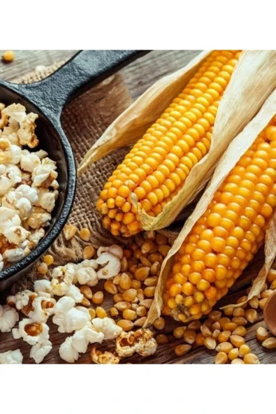 TohumGübre 300 Adet Patlatmalık Parlaklık Mısır Tohumu ürün görseli 1
