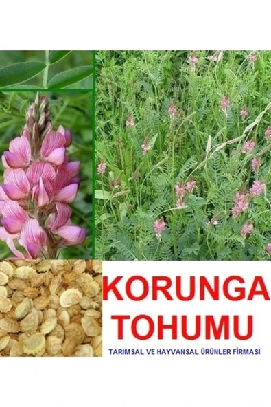 Kaliteli 2000 Adet Tavşan Yemi Korunga Tohumu ürün görseli 1