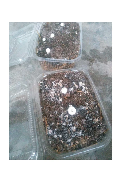 TohumGübre Kültür Mantarı Tohumu Ekili Deneme Hobi Kiti ürün görseli 1