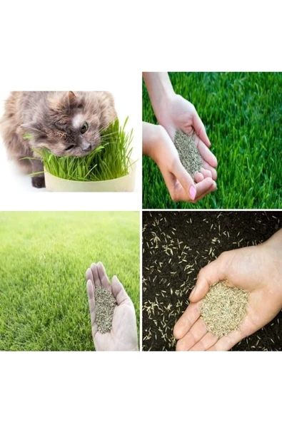 TohumGübre Kedi Çimi Tohumu 1 M2 Alana Yetecek Kadar ürün görseli 1