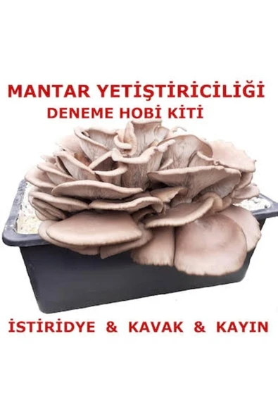 TohumGübre Tubitak Proje Seti Mantar Yetiştiriciliği ürün görseli 1