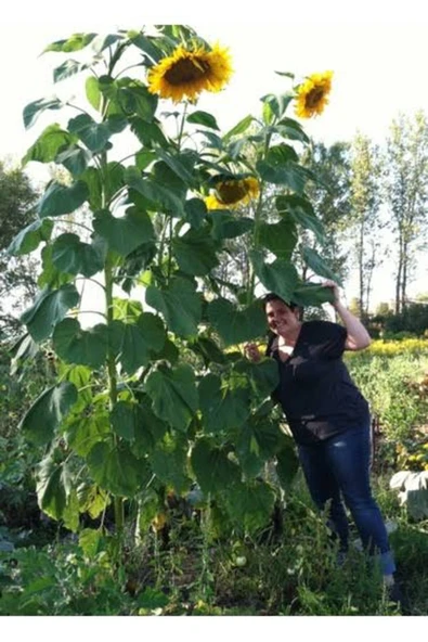 TohumGübre 100 Adet İri taneli XXL Ayçekirdeği Tohumu ürün görseli 1