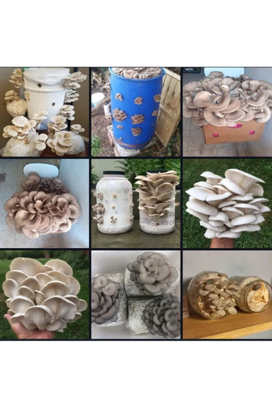 Tarımsal ve Hayvansal Ürünler 15000 Adet İstiridye Mantarı Tohumu + Ekim Poşetleri + Eğitim Kılavuzu+ Üzüm Fidanı Tohumu Hediye ürün görseli 1