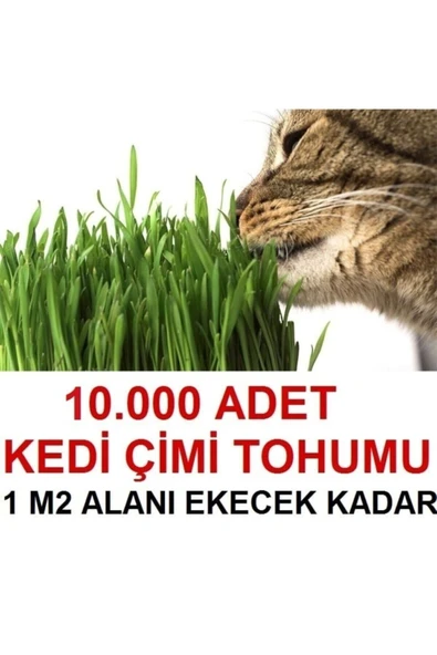TohumGübre Kedi Çimi Tohumu (ORTALAMA 10.000 ADET) ürün görseli 1