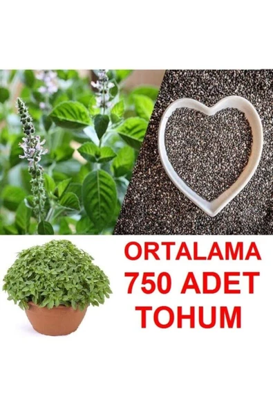 TohumGübre Ortalama 750 Adet Yeşil Top Reyhan Tohumu ürün görseli 1
