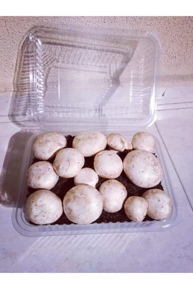 TohumGübre 4 Adet Kültür Mantarı Tohumu Ekili Kutu Ve Eğitim Kılavuzu ürün görseli 1