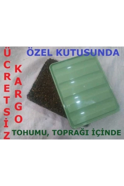 TohumGübre Beyaz Şapkalı Kültür Mantarı Tohumu Ekili Kutu Ve Yönerge ürün görseli 1