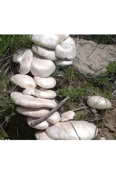 Kaliteli Kültür Mantarı Tohumu 3000 Adet + Eğitim Kılavuzu + Hediye Üzüm Fidanı Tohumu ürün görseli 1