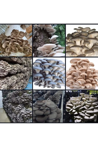 Tarımsal ve Hayvansal Ürünler 3000 Adet İstiridye Kavak Mantarı Tohumu+ Ekim Poşetleri+ Eğitim Kılavuzu+ Üzüm Fidanı Tohumu Hediye ürün görseli 1