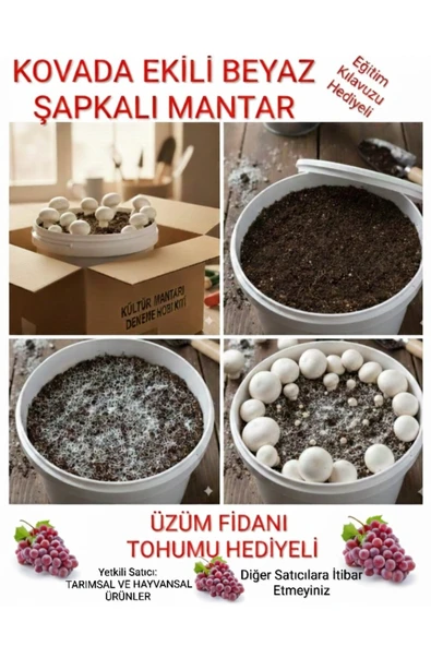 Tarımsal ve Hayvansal Ürünler Kovada Beyaz Şapkalı Kültür Mantarı Ekili Deneme Kiti ürün görseli 1