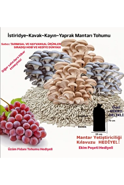 Tarımsal ve Hayvansal Ürünler 30.000 Adet İstiridye Kavak Kayın Mantarı Tohumu ürün görseli 1