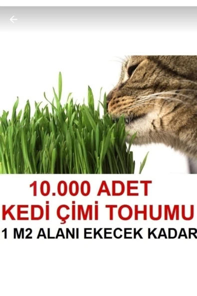 TohumGübre 1 M2 Alana Yetecek Kadar Kedi Yemi Çim Tohumu ürün görseli 1