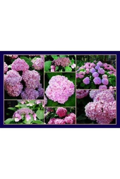 Doğal 13 Litre Ortanca Çiçeği Torfu - Resim 4