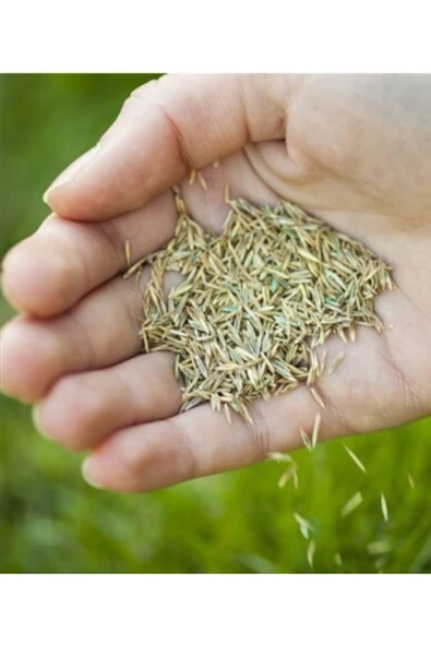 Aktar Shop Çim Tohumu 100 Gr ürün görseli 1