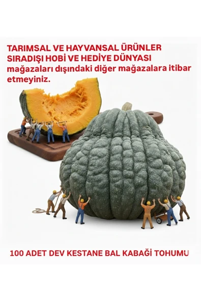 Tarımsal ve Hayvansal Ürünler Dev Kestane Bal Kabağı Tohumu 100 Adet ürün görseli 1