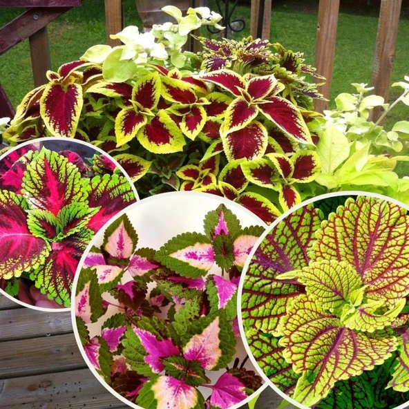 Yaprak Güzeli Özel Renk Cam Güzeli Çiçeği 10-20 cm ürün görseli 1