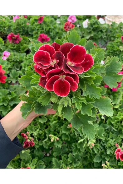 Ceylan Gözü Sardunya Fidanı Koyu Kırmızı 10-20 Cm ürün görseli 1