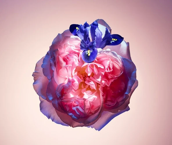 PTTAVM: Louis Vuitton Rose Des Vents 100ml EDP Parfüm