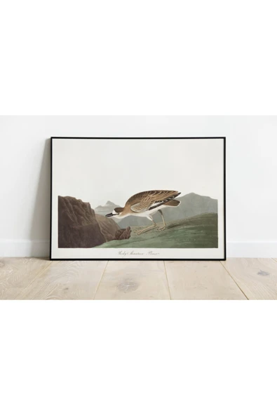 Pegziz Kuş Türleri Sanatsal Duvar Dekorasyon Poster 60x90cm. ürün görseli 1