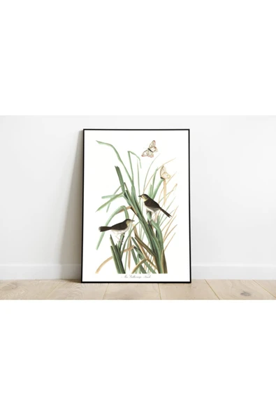 Pegziz Kuş Türleri Sanatsal Duvar Dekorasyon Poster 60x90cm. ürün görseli 1