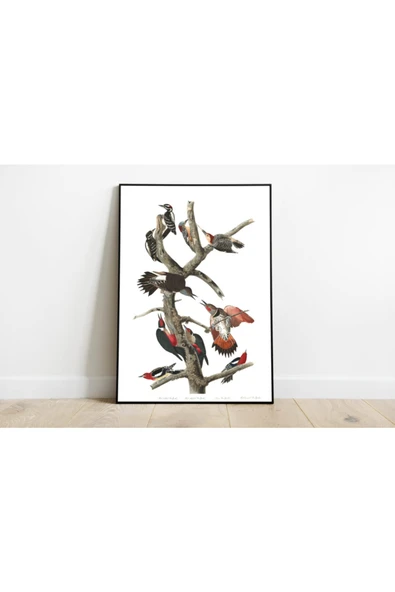 Pegziz Kuş Türleri Sanatsal Duvar Dekorasyon Poster 60x90cm. ürün görseli 1
