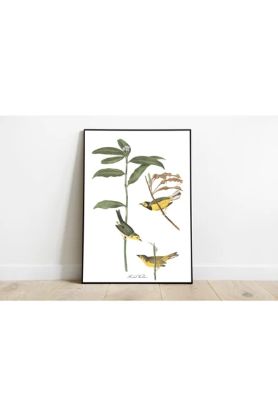 Pegziz Kuş Türleri Sanatsal Duvar Dekorasyon Poster 60x90cm. ürün görseli 1