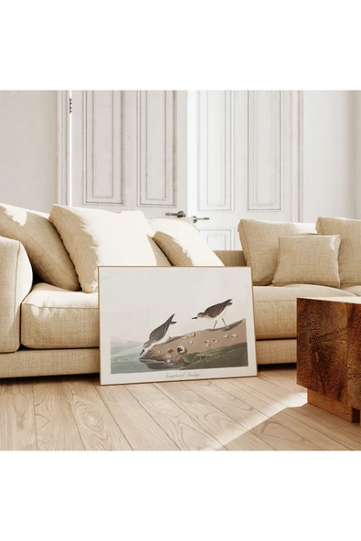 Pegziz Sandpiper Kuşu Sanatsal Duvar Dekorasyon Poster 60x90cm. ürün görseli 1