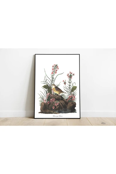Pegziz Kuş Türleri Sanatsal Duvar Dekorasyon Poster 60x90cm. ürün görseli 1
