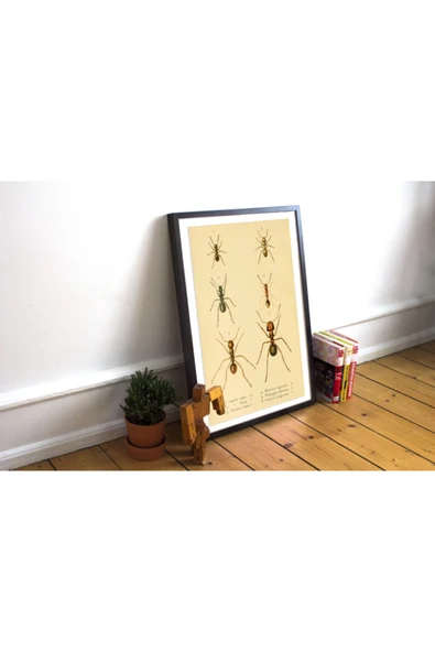 Pegziz Karınca Türleri Sanatsal Duvar Dekorasyon Poster 60x90cm. ürün görseli 1