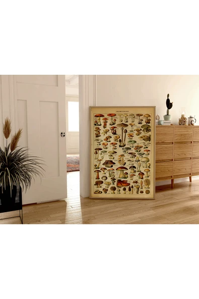 Pegziz Mantar Çeşitleri Sanatsal Poster 60x90cm. ürün görseli 1
