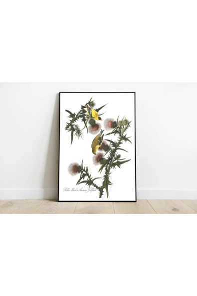Pegziz Kuş Türleri Sanatsal Duvar Dekorasyon Poster 60x90cm. ürün görseli 1