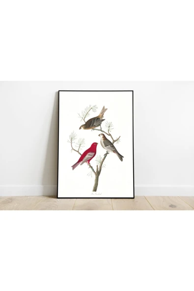 Pegziz Kuş Türleri Sanatsal Duvar Dekorasyon Poster 60x90cm. ürün görseli 1
